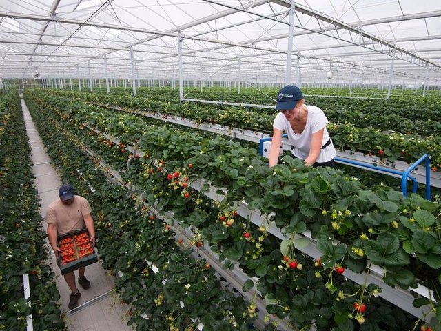 Dikey tarımın faydaları