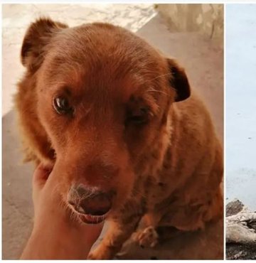 Bobi adlı 30 yaşındaki bir köpek, Guinness Dünya Rekorları tarafından dünyanın gelmiş geçmiş en yaşlı köpeği ilan edildi.