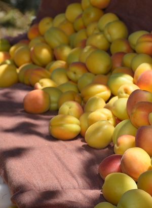 Kayısı ülke, bölge ve Malatya ekonomisine önemli bir gelir kazandırdı