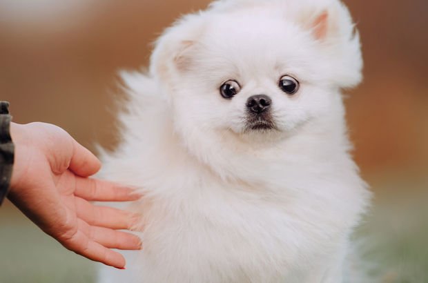 Pomeranian Boo köpeği özellikleri ve bakımı nedir? 