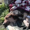 Enkaz altından 55 saat sonra bir köpek kurtarıldı
