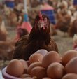 2022 yılında bir önceki yılın aynı dönemine göre kesilen tavuk sayısı yüzde 8,4, tavuk eti üretimi yüzde 7,7, hindi eti üretimi yüzde 4,6 ve tavuk yumurtası üretimi yüzde 2,6 arttı