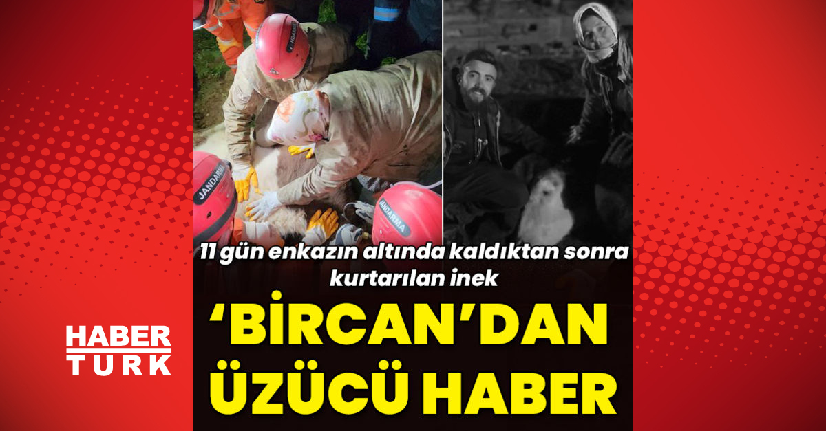 11 gün sonra kurtarılan ‘Bircan’ isimli inek hayatını kaybetti -Öne çıkan haberler