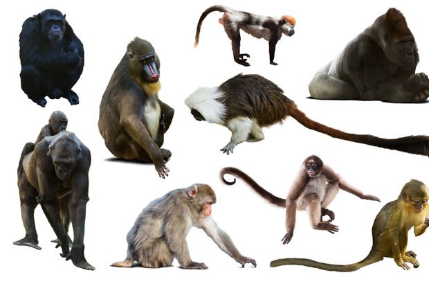 Maymun türleri, cinsleri ve özellikleri