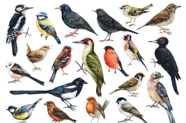 Kuş türleri, cinsleri ve özellikleri