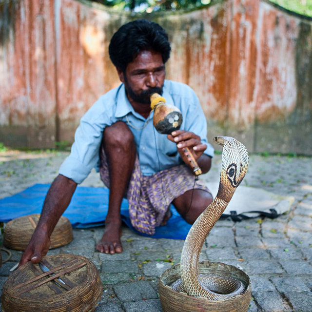 Индейцы змеи. Заклинатель змей. Змеи Кералы. Snake Charmer Art.