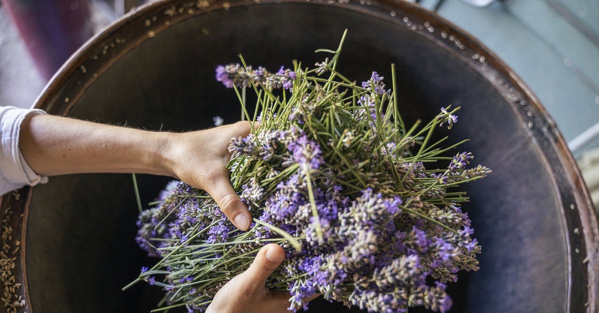 Lavanta Nasıl Yetiştirilir? Lavanta Yetiştiriciliği Nasıl Yapılır, Ne ...