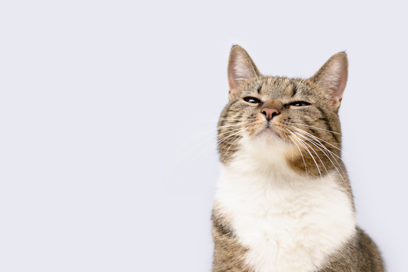 Kediler nefes alırken neden ağızlarını açar ve normal midir? Kediler neden ağızlarını açar?