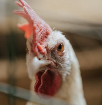 Genelde korkaklık ile eşleştirdiğimiz tavuklara karşı biraz ön yargılı yaklaşıyor olabilir miyiz? Aslında tavuklar, zekâları ve örgütlenme yetenekleriyle oldukça etkileyici birçok özelliğe sahip. 