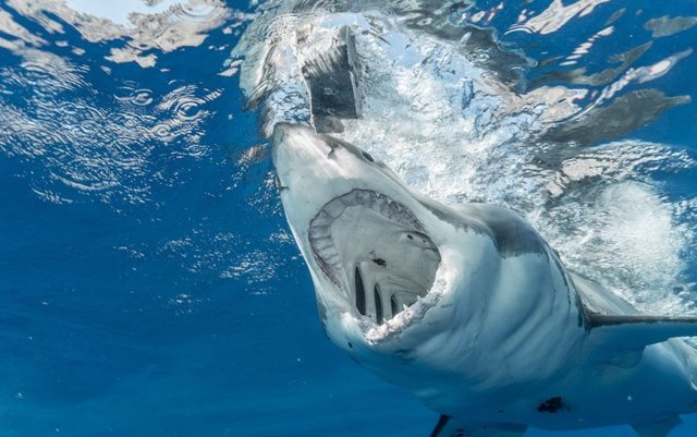 Köpek balığı saldırısından nasıl korunulur? Köpek balığı saldırırsa ne