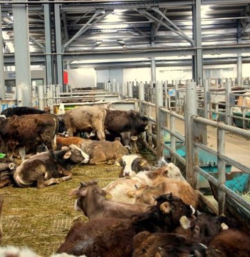 Tarım ve Orman Bakanlığı, şap hastalığı görülen 8 işletmede karantina dahil tüm tedbirlerin alındığını duyurdu. Etin kilosunun 250 TL’yi aştığı bir ortamda gelen karantina haberi sektörde büyük endişe yarattı. Beyaz ette de kuş gribi vakalarının dünya çapında yükselişe geçmesi ve Türkiye