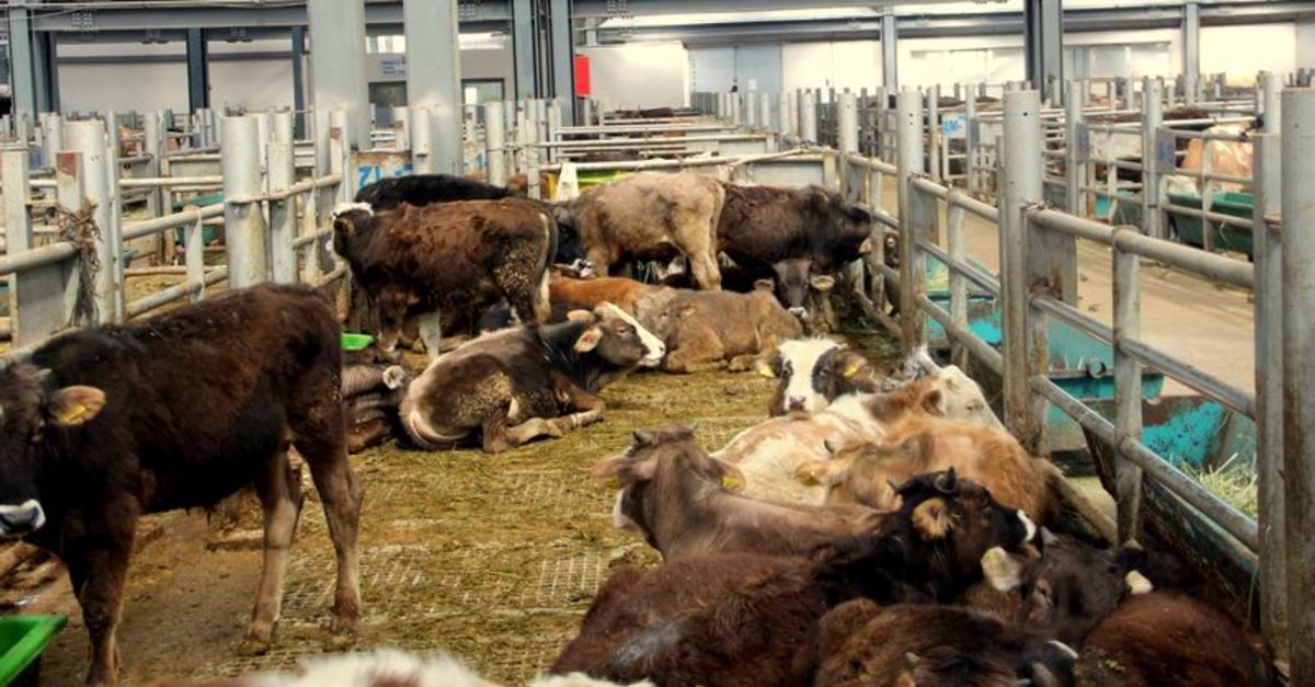 Bakanlık açıkladı! 8 işletmeye ‘şap’ karantinası