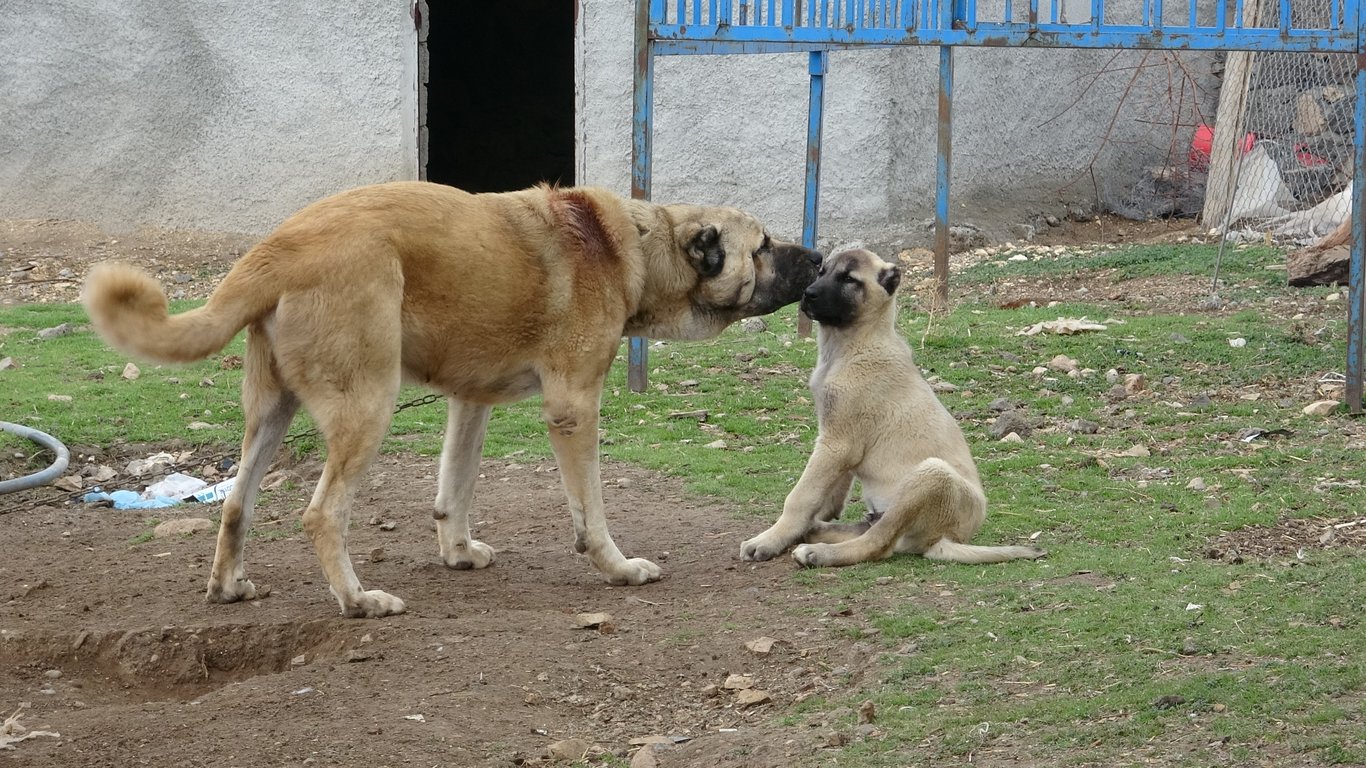 Bu köyde ev sayısından fazla Kangal köpeği var!