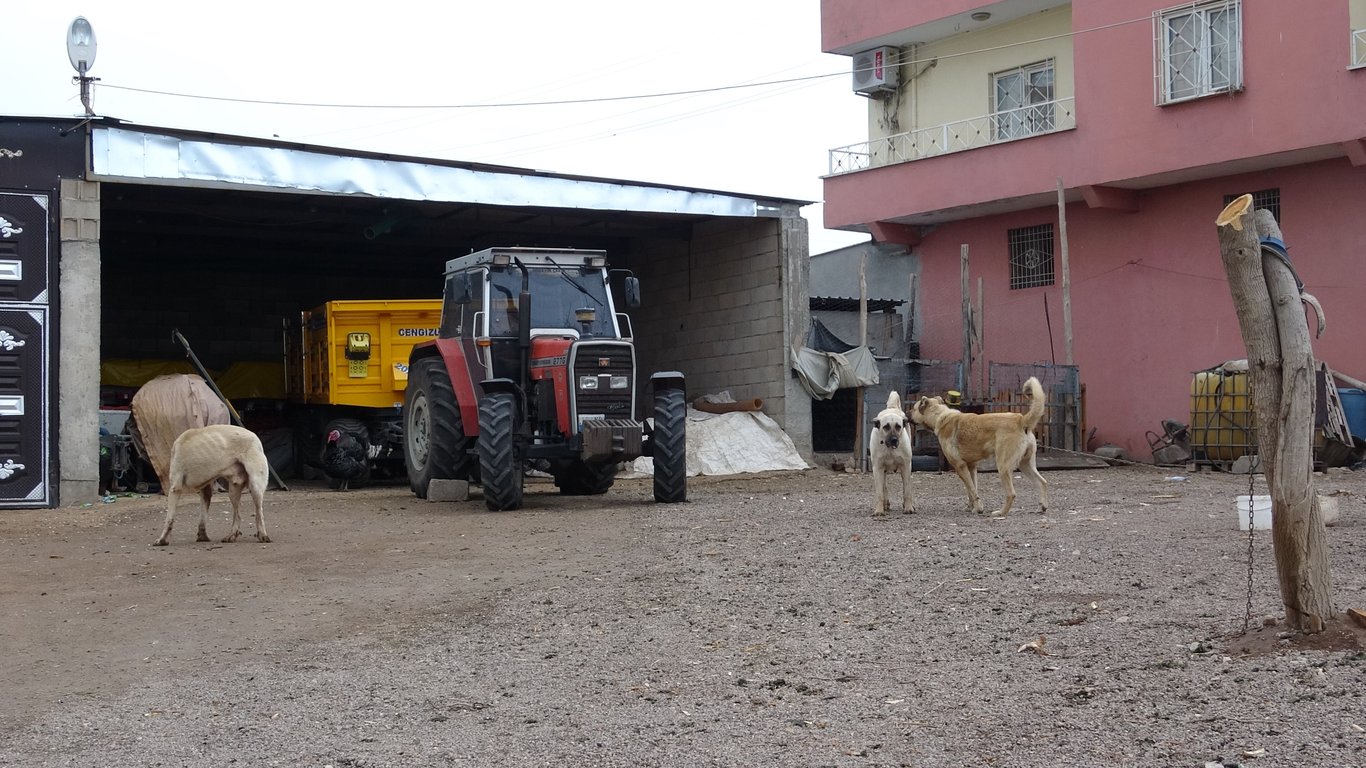 Bu köyde ev sayısından fazla Kangal köpeği var!