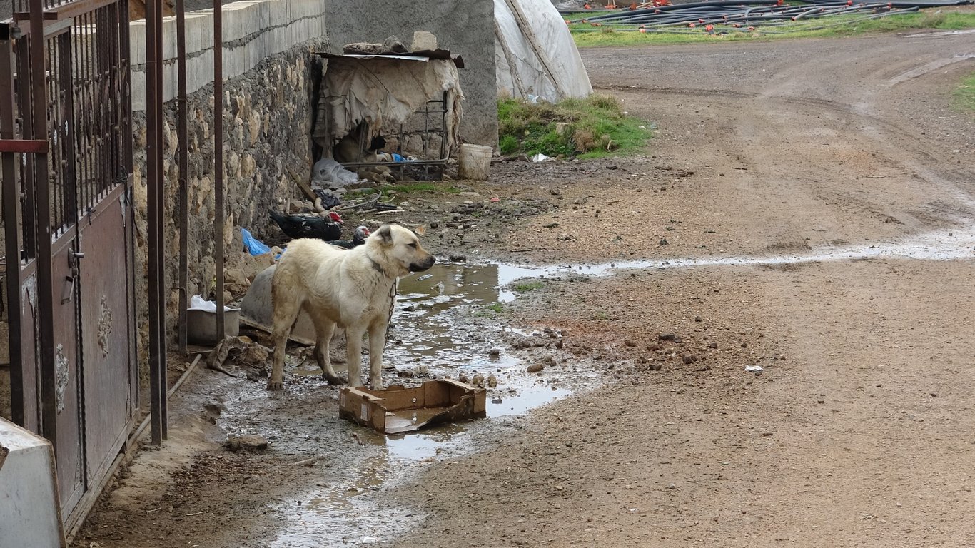 Bu köyde ev sayısından fazla Kangal köpeği var!