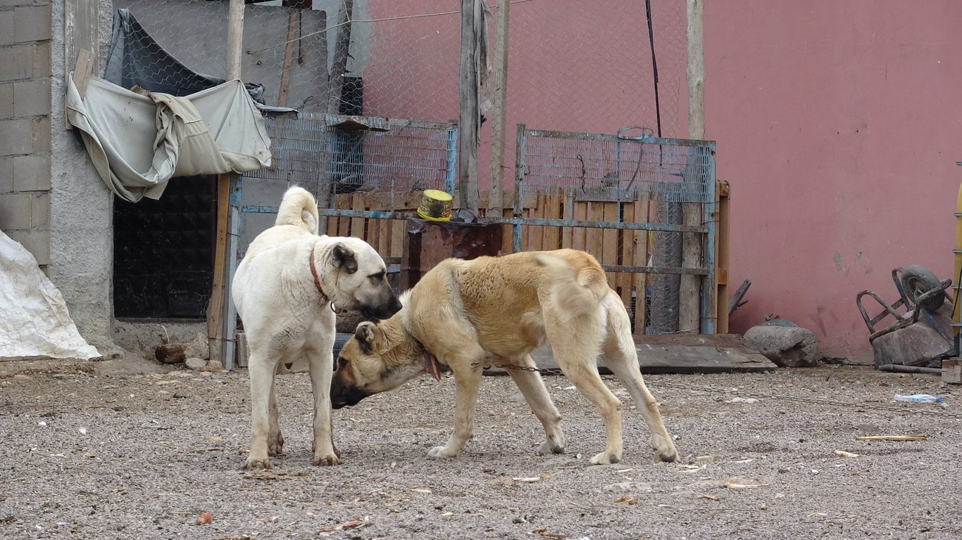 Bu köyde ev sayısından fazla Kangal köpeği var!