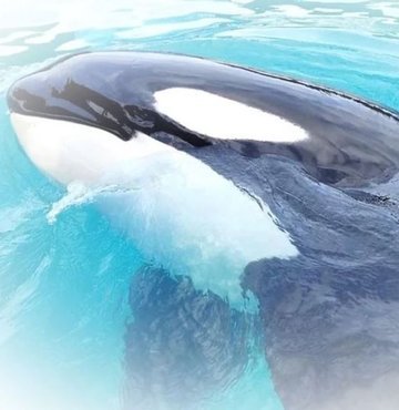 ABD’nin Florida eyaletindeki bir su parkında bulunan 56 yaşındaki katil balina Lolita’nın, 50 yıldan fazla esaret altında kaldıktan sonra iki yıl içinde doğal yaşam alanı olan Pasifik Okyanusu’na bırakılacağı açıklandı