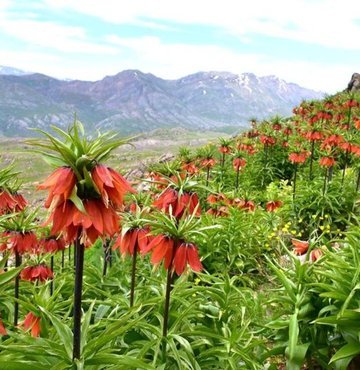 Siirt