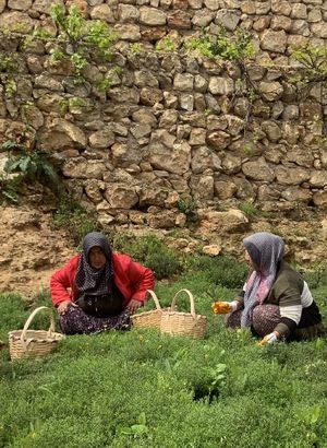 “Girişimci Kadınlara Teknoloji Gücü Programı” ile 5 bin kadına destek