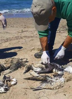 Kuşadası'nda endişelendiren görüntü: 24 yelkovan kuşu ölü bulundu - Öne çıkan haberler
