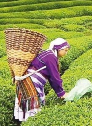 ÇAYKUR kura sonucu isim listesi sorgulama 2023: ÇAYKUR 1365 işçi alımı kura sonuçları açıklandı mı?