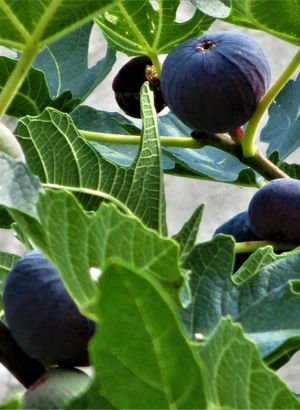 Biz meyvesini yiyorduk meğer yaprağı da tam bir şifa deposuymuş! Metabolizmayı hızlandırıp kalp hastalıklarını önleyen mucize