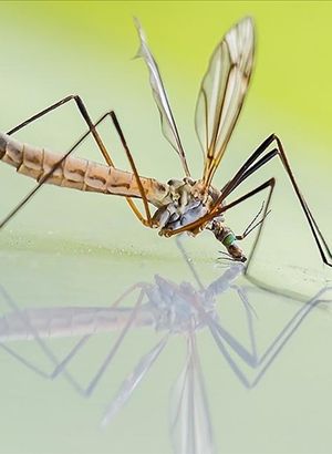 Gana'da sıtmayı daha hızlı bulaştıran sivrisinek türü tespit edildi