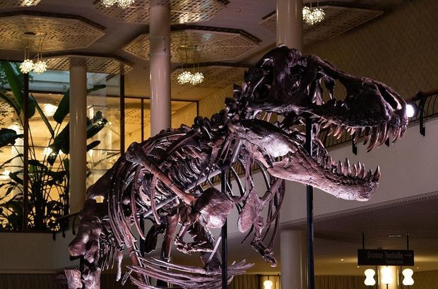T-Rex'e 6.2 milyon dolar!