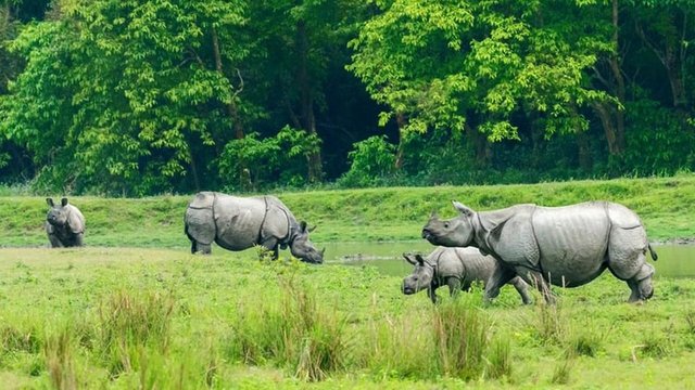 Kaziranga Milli Parkı (Hindistan) 