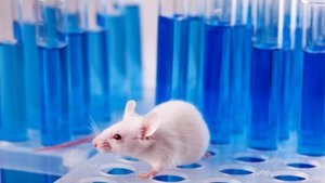 Bilim farelerin ömrünü uzattı! Sıra insanlarda mı?