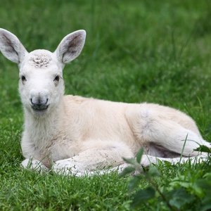 Avcılar buldu, korumaya alındı... Çok nadir görülüyor!