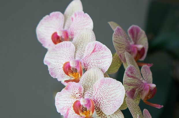 Orkide nasıl çoğaltılır? 