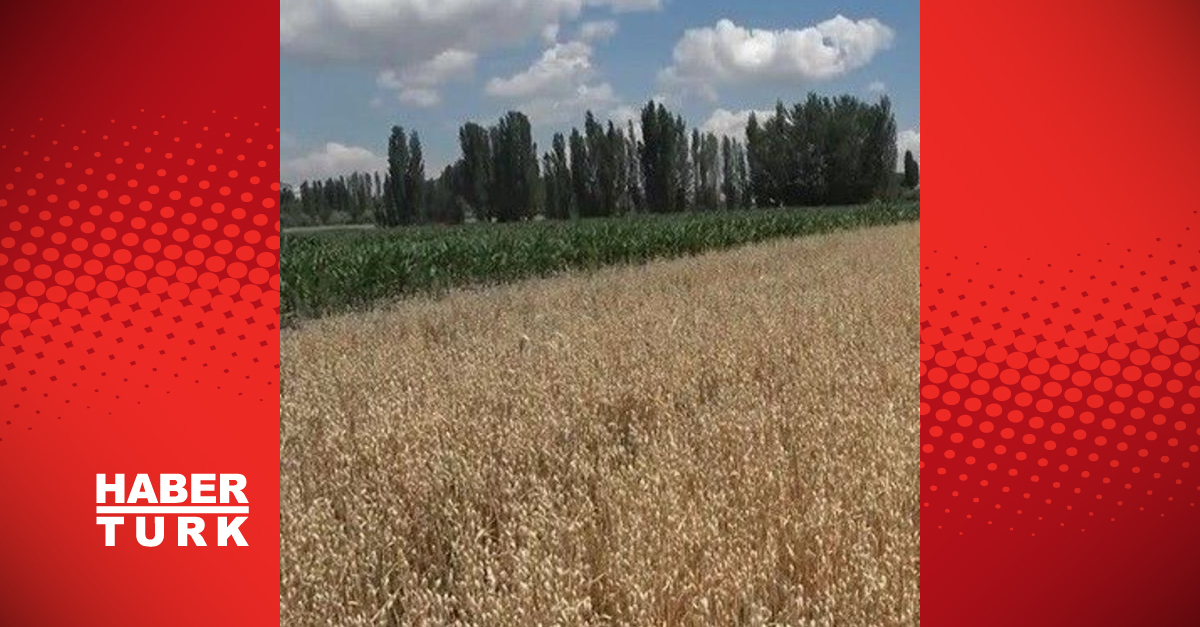 Niğde’de buğdayı kuraklığın ardından aşırı yağış vurdu