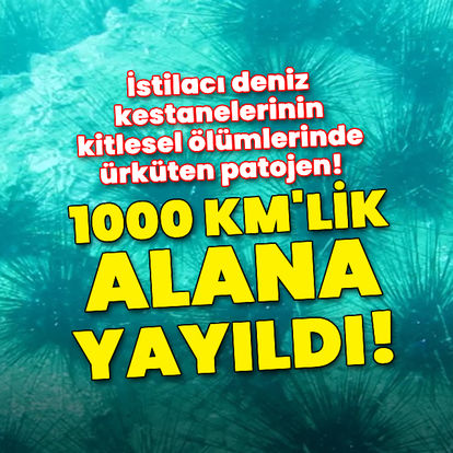 İstilacı deniz kestanelerinin kitlesel ölümlerinde ürküten patojen!