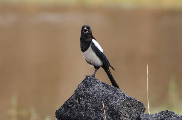 Çalı Gölü'nde bugüne kadar 185 türden kuş gözlemlendi