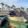 2 yeşil deniz kaplumbağası denize bırakıldı