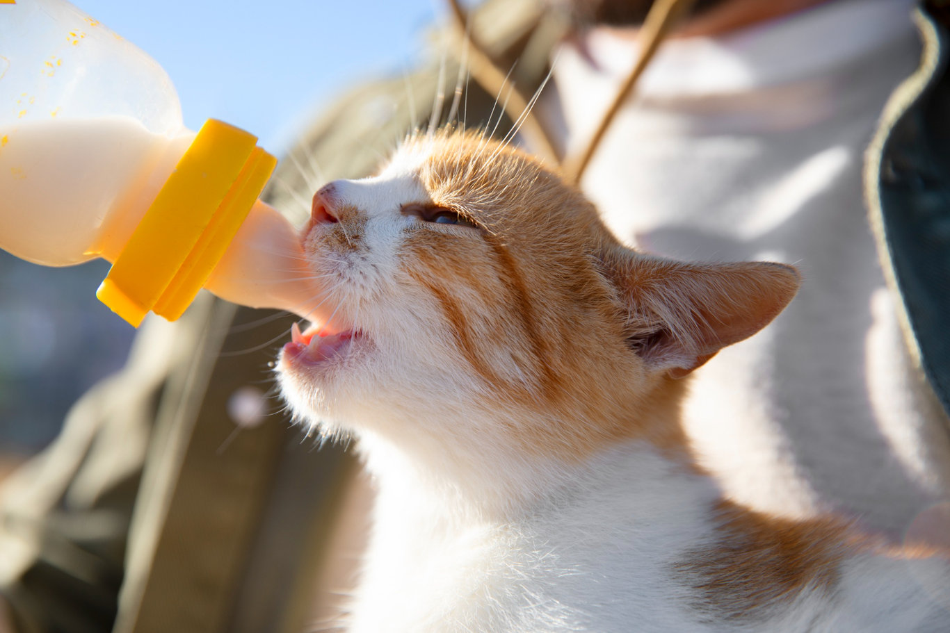 Kedileri sütle beslemek zararlı mı? Kedilere süt vermenin sağlık açısından zararları var mı?