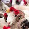Kurbanlık fiyatları ne kadar?