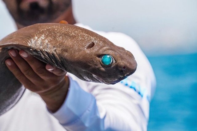 Balıkçının oltasına ışık saçan köpek balığı takıldı