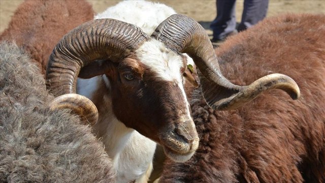 KURBANLIK FİYATLARI 2023: Bu Yıl Küçükbaş Ve Büyükbaş Kurbanlık Koç ...