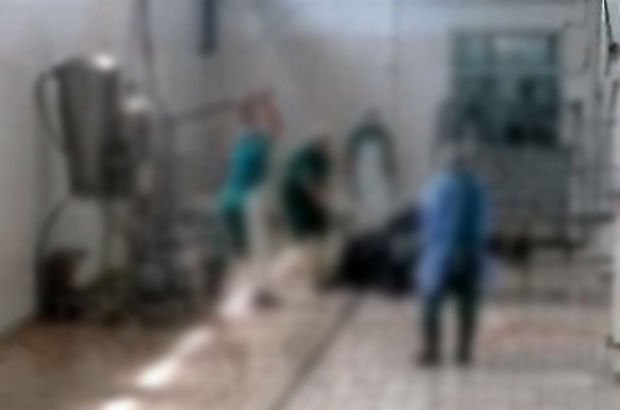 Adana Et Kombinasında büyükbaş hayvana yönelik şiddet: 2 gözaltı