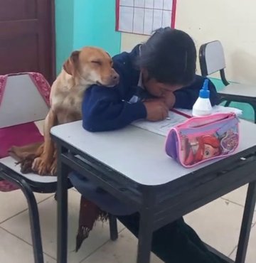 Ders çalışan bir kız öğrencinin omzunda uyuyan köpek TikTok
