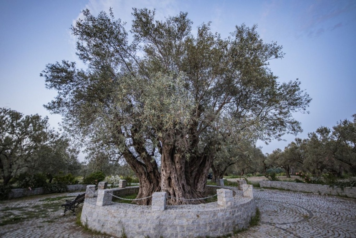 En yaşlısı 4117 yaşında: Anıt ağaç sayısı 10 bin 506'ya yükseldi! - Öne çıkan haberler