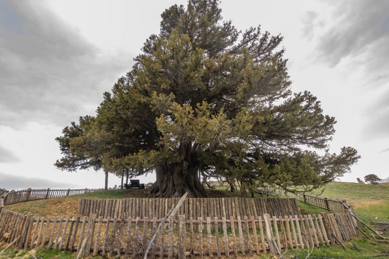 En yaşlısı 4117 yaşında: Anıt ağaç sayısı 10 bin 506'ya yükseldi! - Öne çıkan haberler