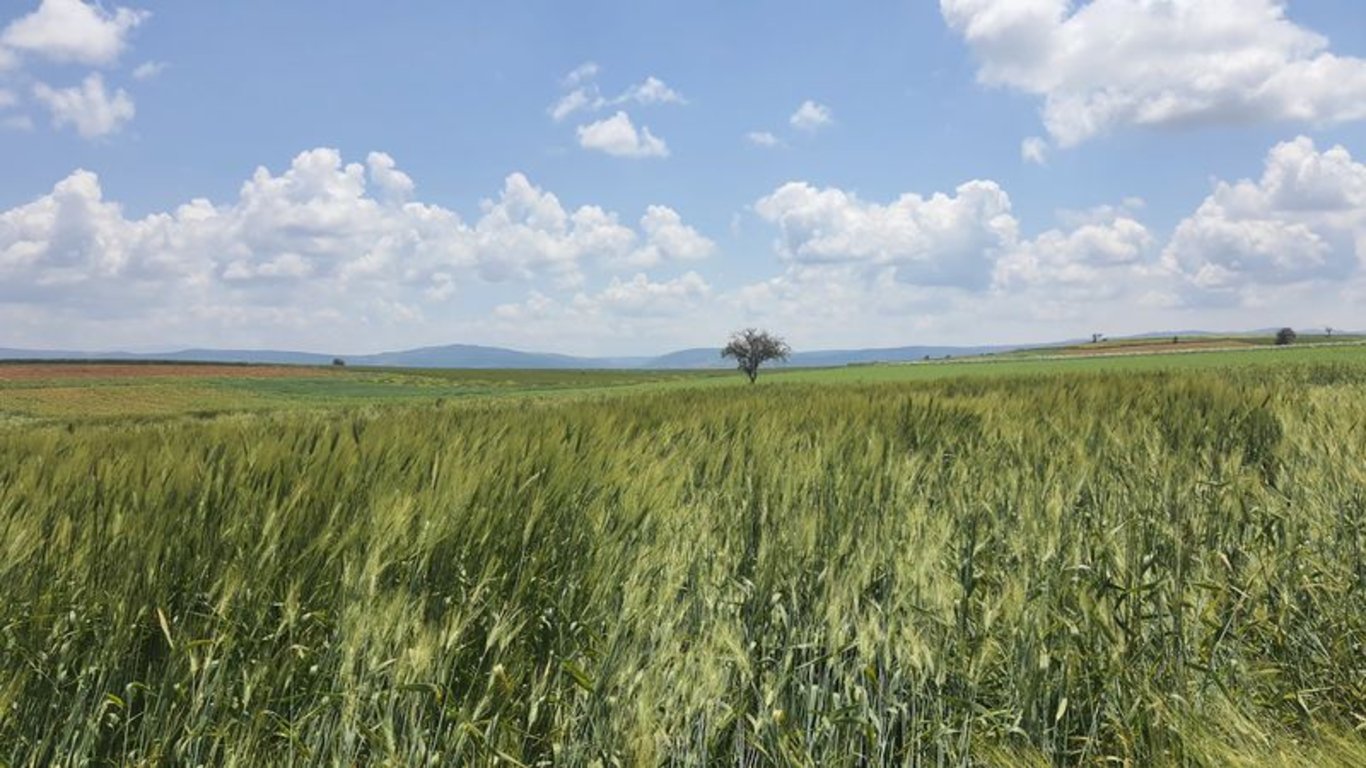 Konya Ovası´nda 180 santimetrelik buğday yetişti