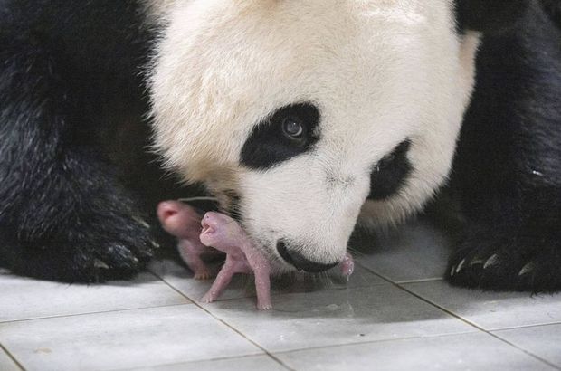 Güney Kore’de ilk defa ikiz panda dünyaya geldi