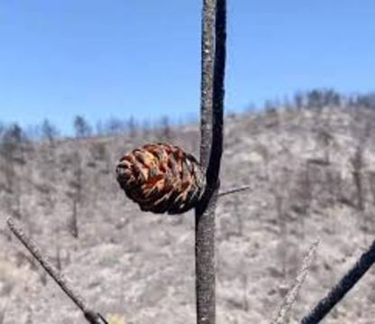 Kızılçam, yangında yaşamak için çaba gösterir.