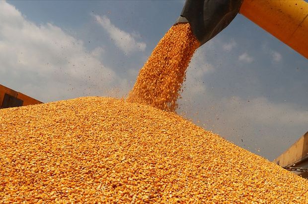 TZOB'dan 'mısır fiyatı' açıklaması