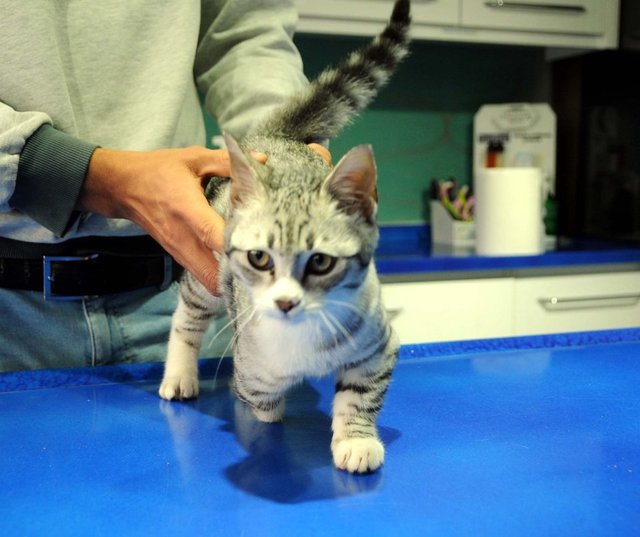 Tek patisi olmayan kedi, Almanya'ya sahiplendirildi