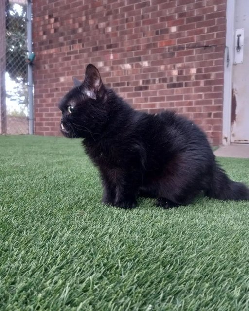 C�ce bir kedi olan Ozzy g�renlerin kalbini fethediyor